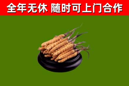 红谷滩区回收散虫草