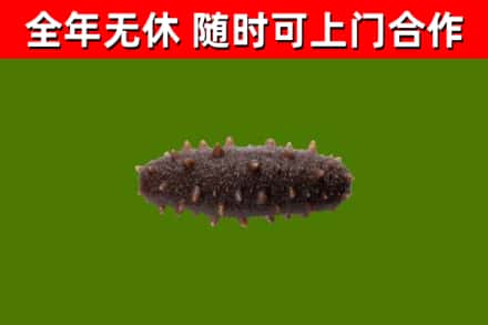 红谷滩区回收海参干